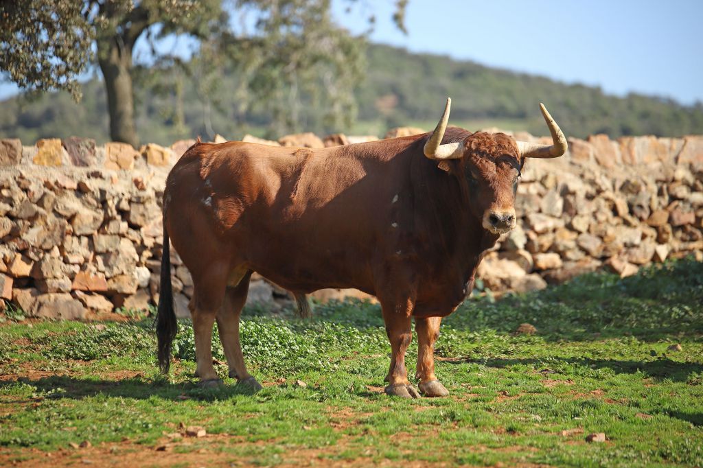 El Montecillo. Camada 2020