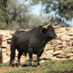 El Montecillo. Camada 2020