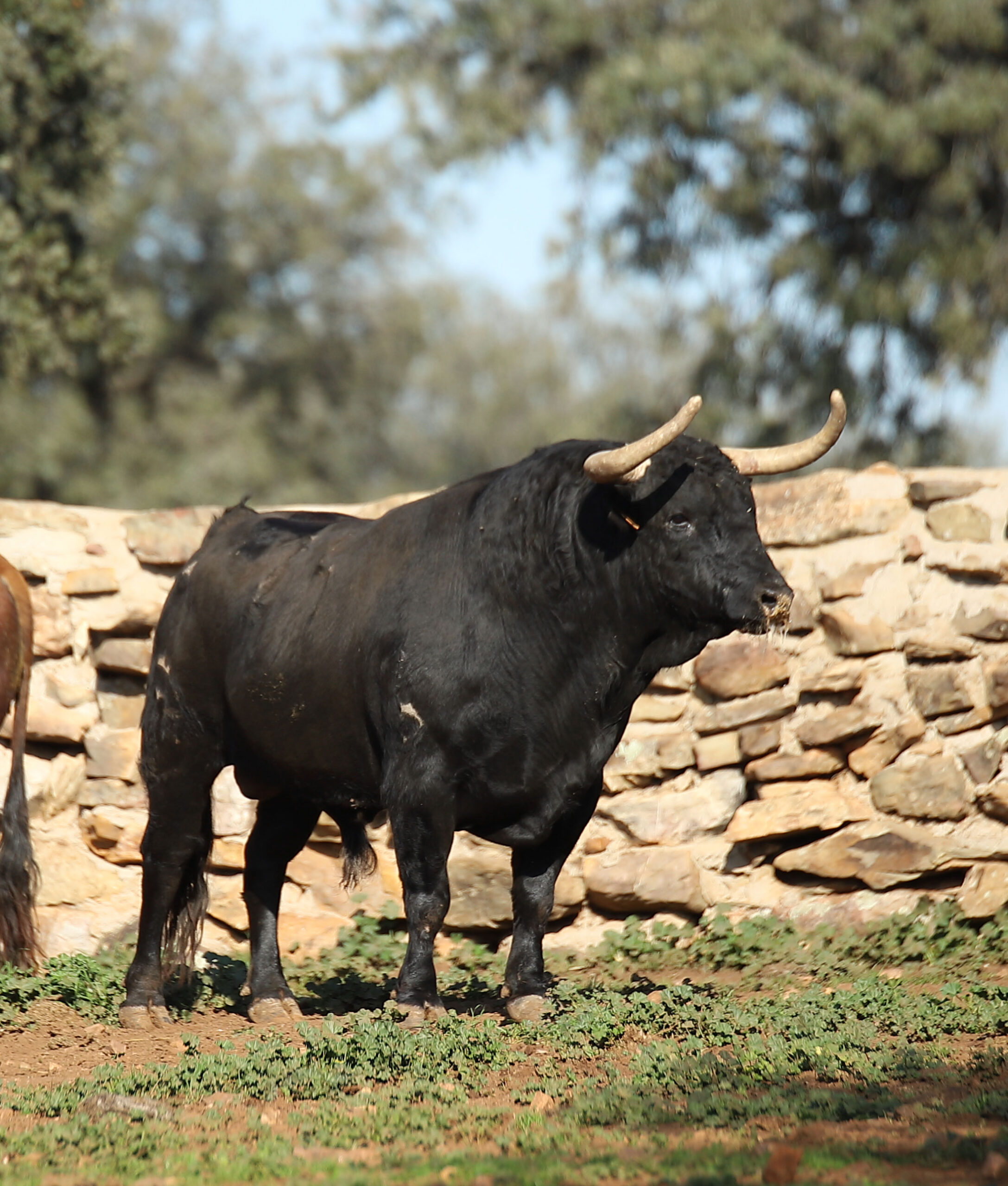 El Montecillo. Camada 2020