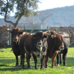 El Montecillo. Camada 2020