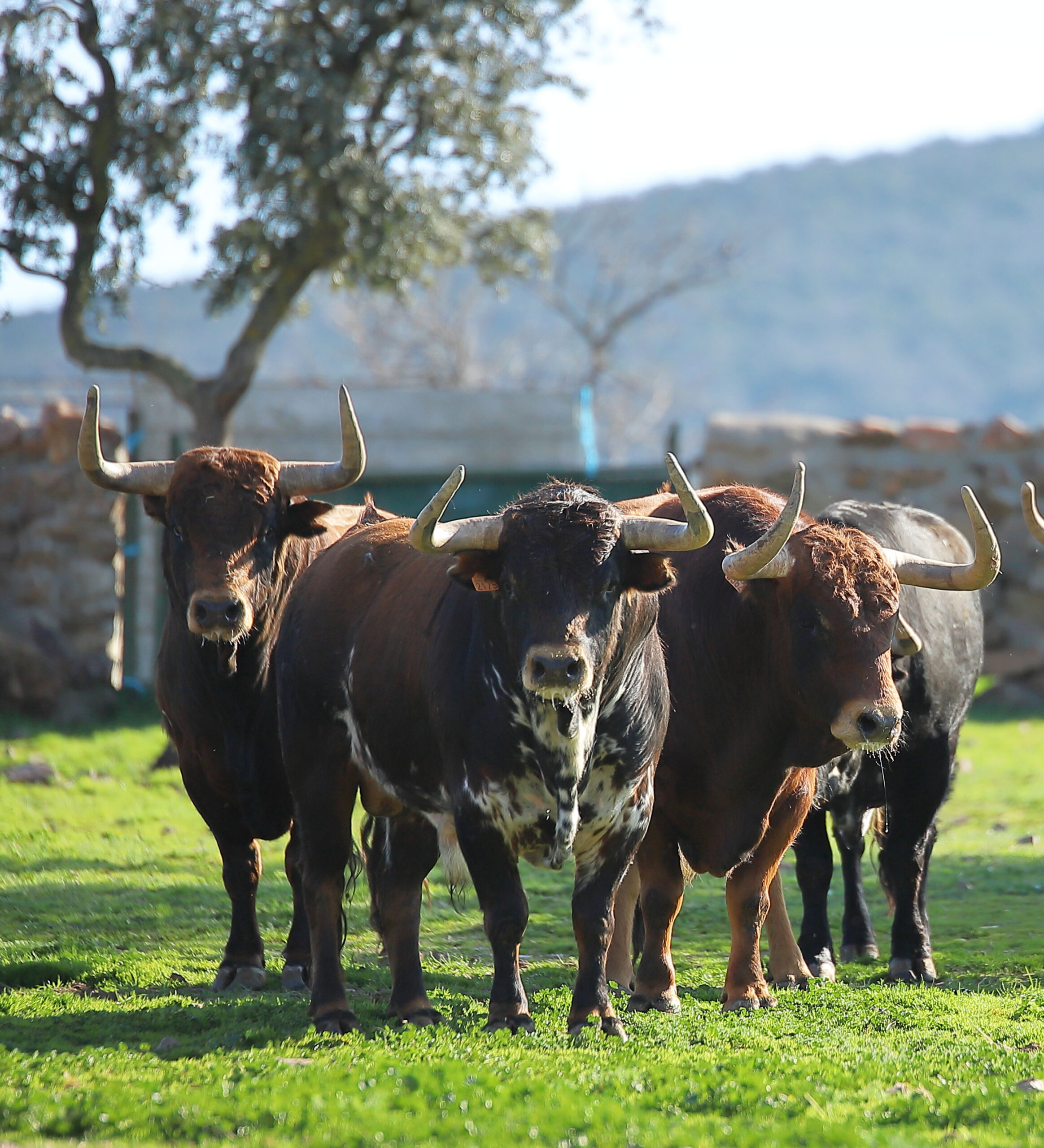 El Montecillo. Camada 2020