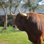 El Montecillo. Camada 2020