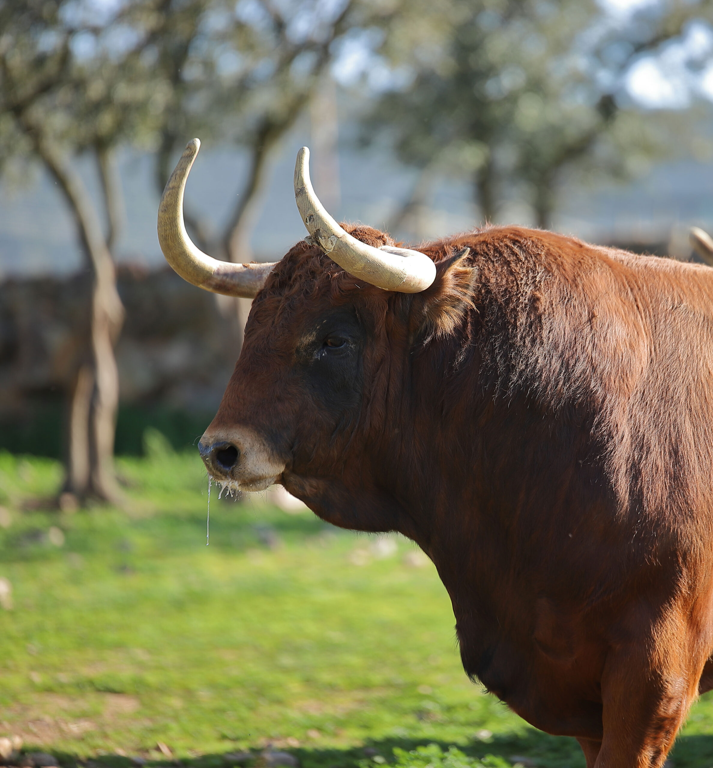 El Montecillo. Camada 2020