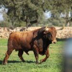 El Montecillo. Camada 2020