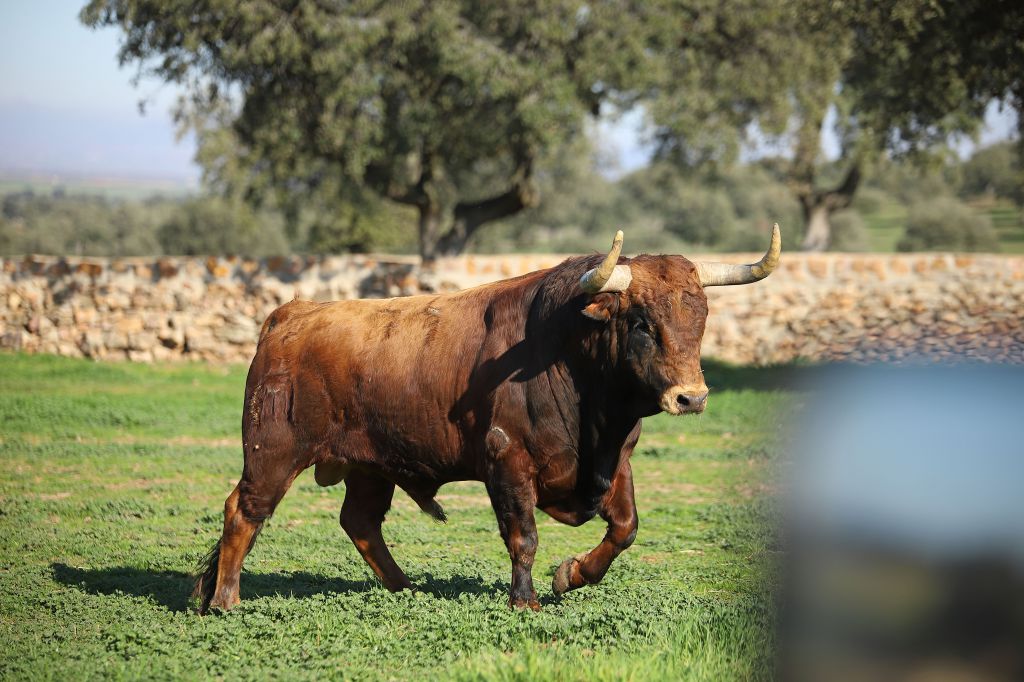 El Montecillo. Camada 2020