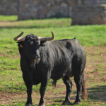 El Montecillo. Camada 2020