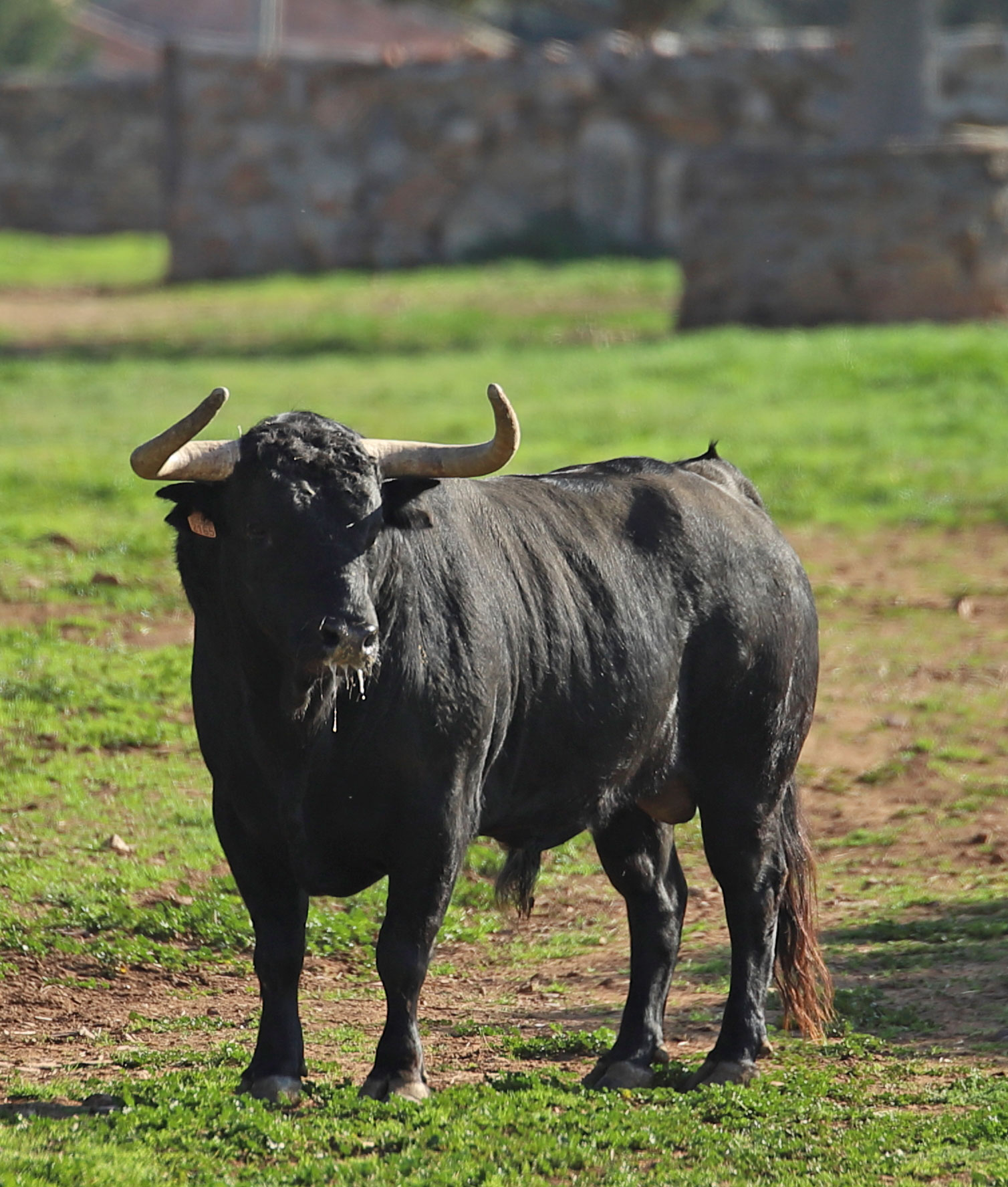 El Montecillo. Camada 2020