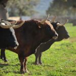 El Montecillo. Camada 2020