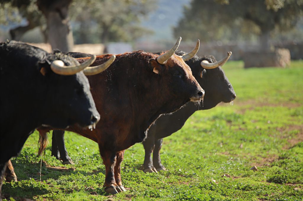 El Montecillo. Camada 2020