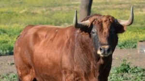 Camada de Cuadri para 2020