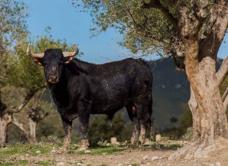 Cali, el sueño ganadero de dos jóvenes valencianos