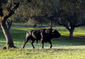 Camada de Albarreal para 2020