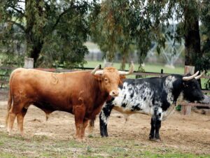 Toro de Torrestrella