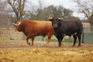 Camada de Conde de Mayalde para 2020