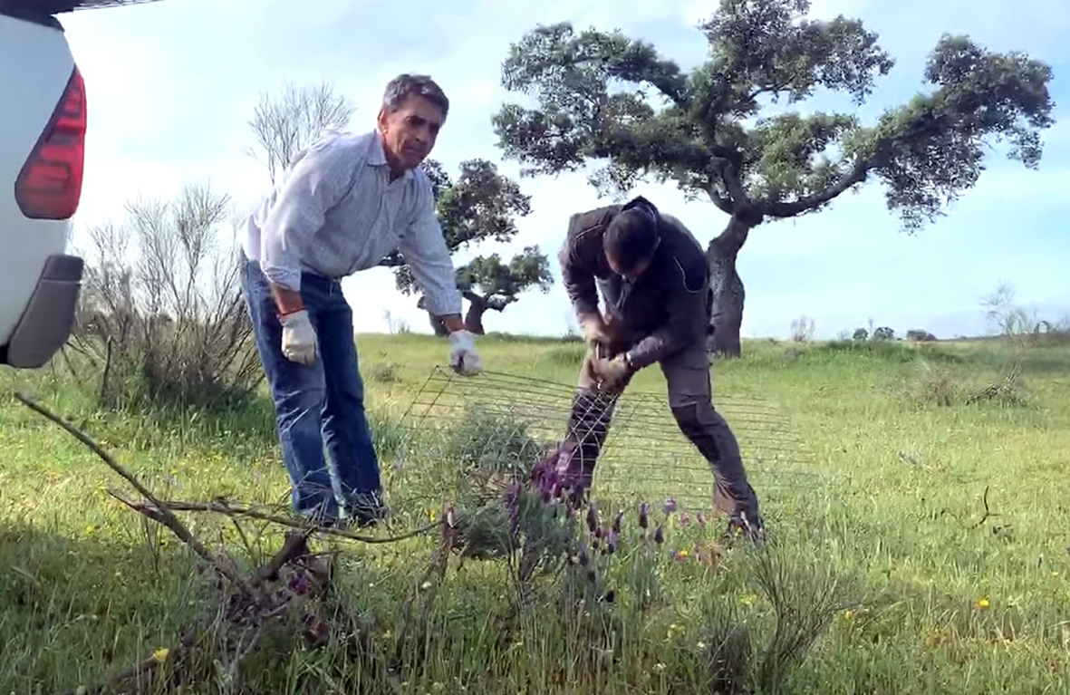 Lecciones camperas de Victorino: mejoras en la dehesa con el recepe de encinas
