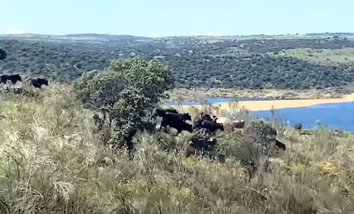 Lecciones camperas: los añojos de Victorino, a cuerpo de rey