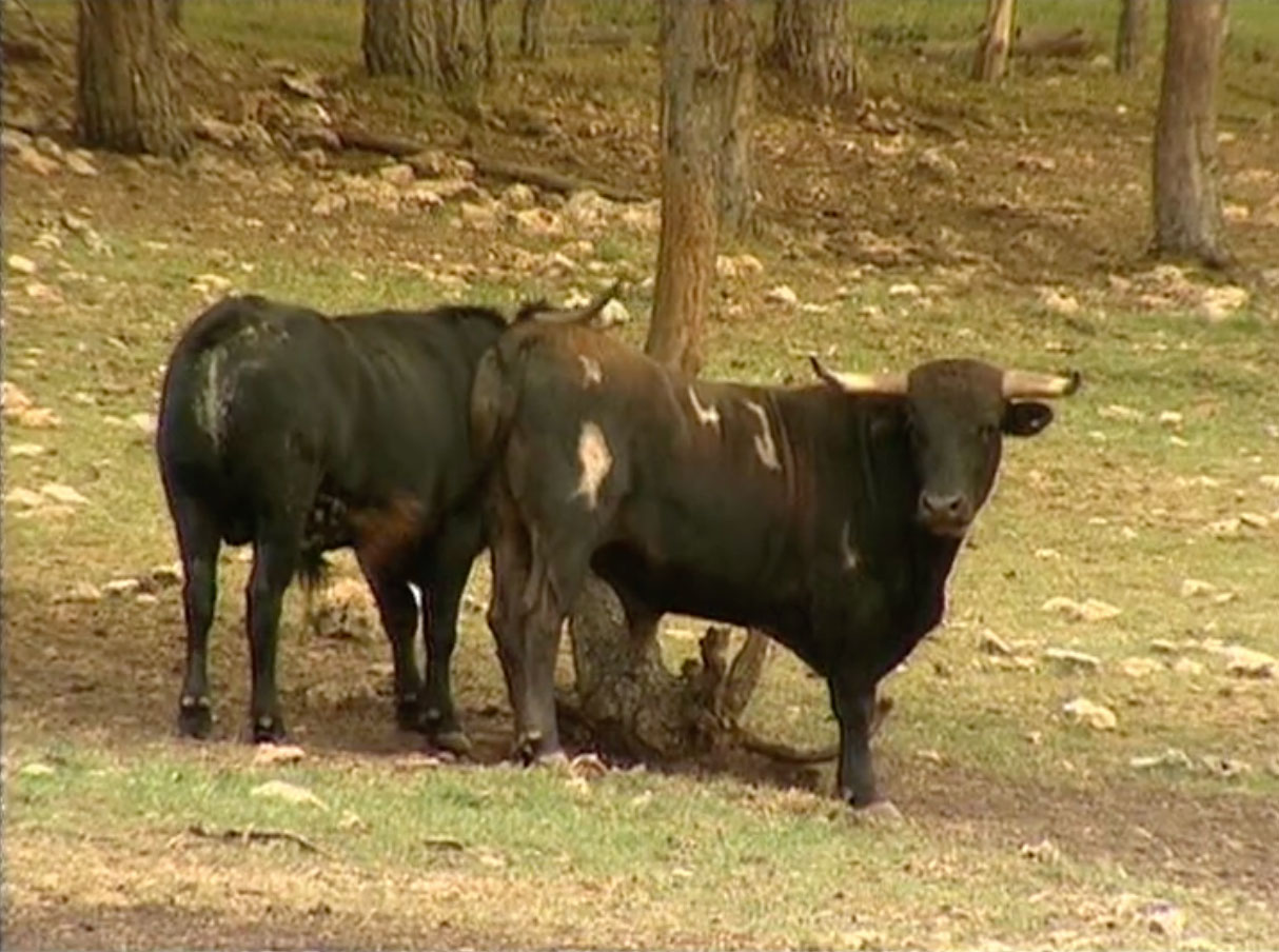 Benito Mora, honores y leyenda de un ganadero romántico