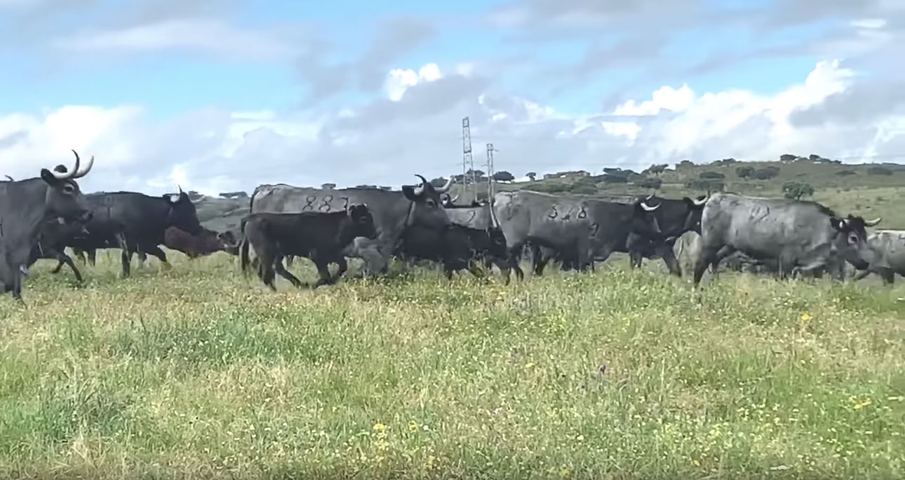 Lecciones camperas de Victorino: la nueva vida de Milhijas