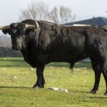 Baltasar Ibán. Camada 2020