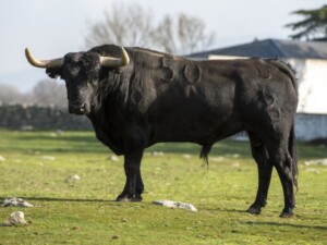 Baltasar Ibán. Camada 2020