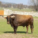 Baltasar Ibán. Camada 2020