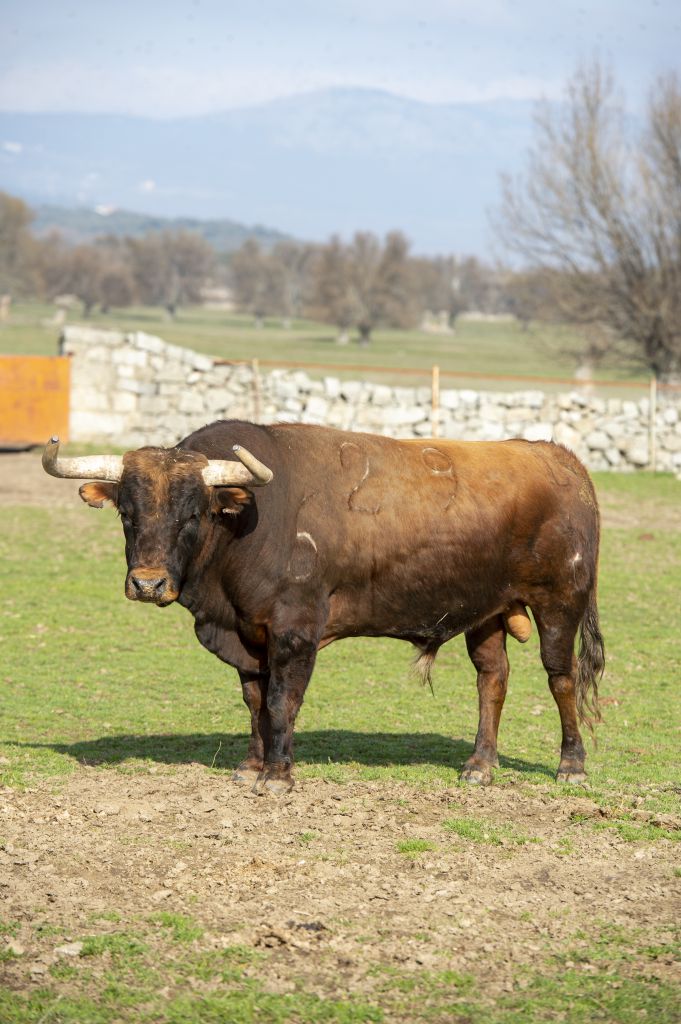 Baltasar Ibán. Camada 2020