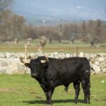 Baltasar Ibán. Camada 2020