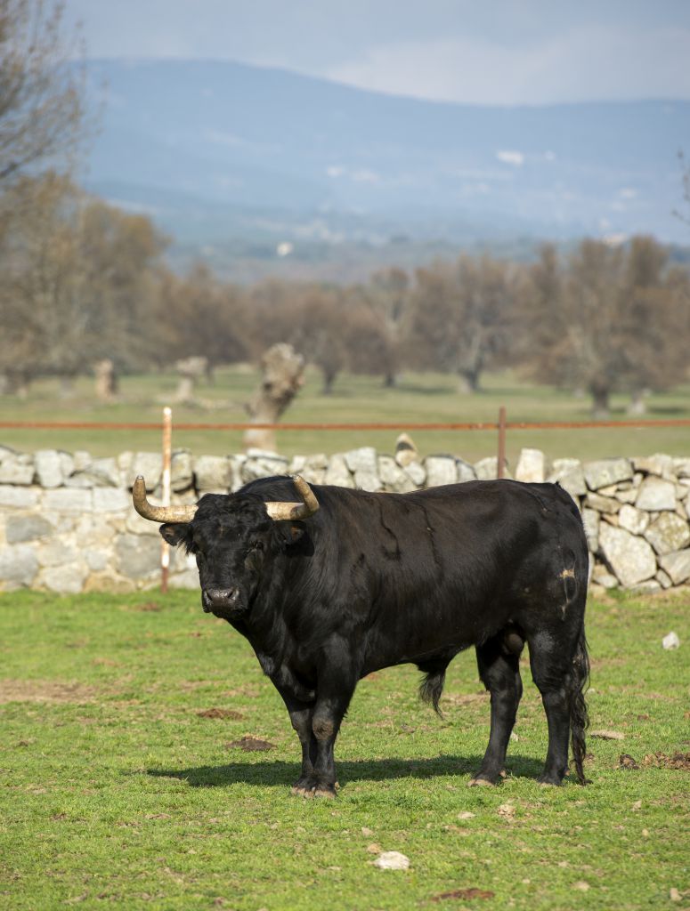 Baltasar Ibán. Camada 2020