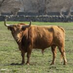 Baltasar Ibán. Camada 2020