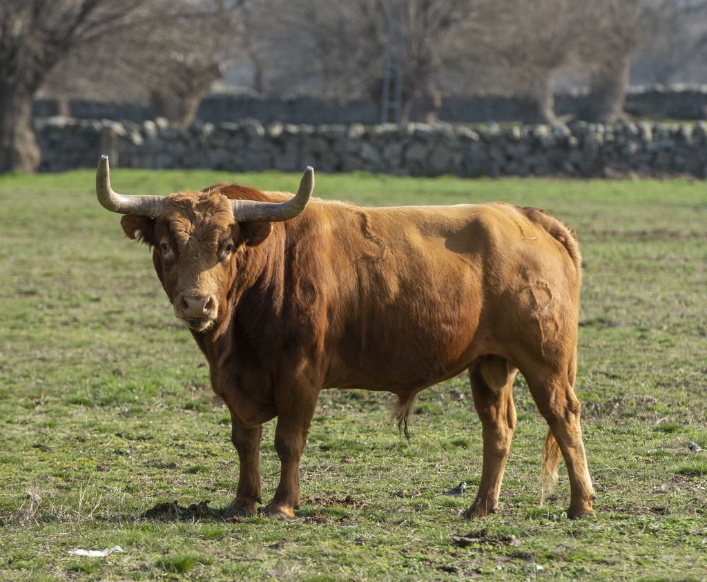 Baltasar Ibán. Camada 2020