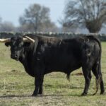 Baltasar Ibán. Camada 2020