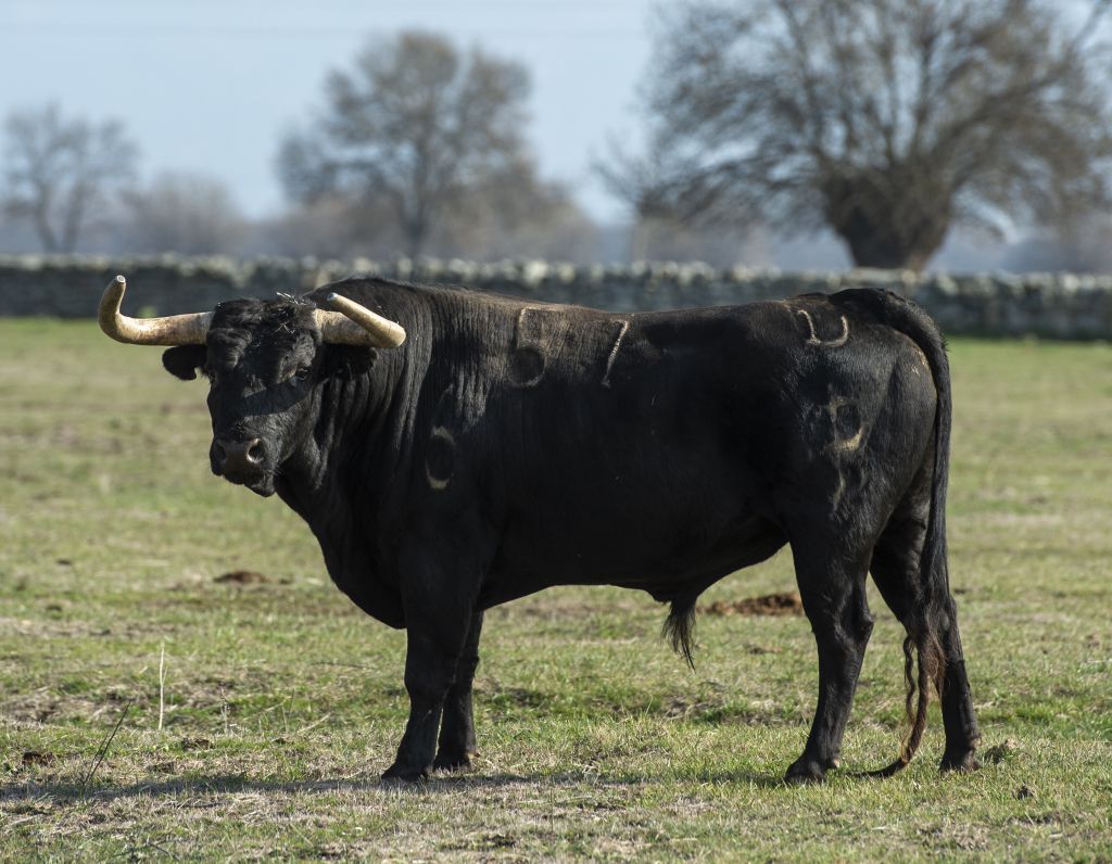 Baltasar Ibán. Camada 2020