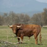 Baltasar Ibán. Camada 2020