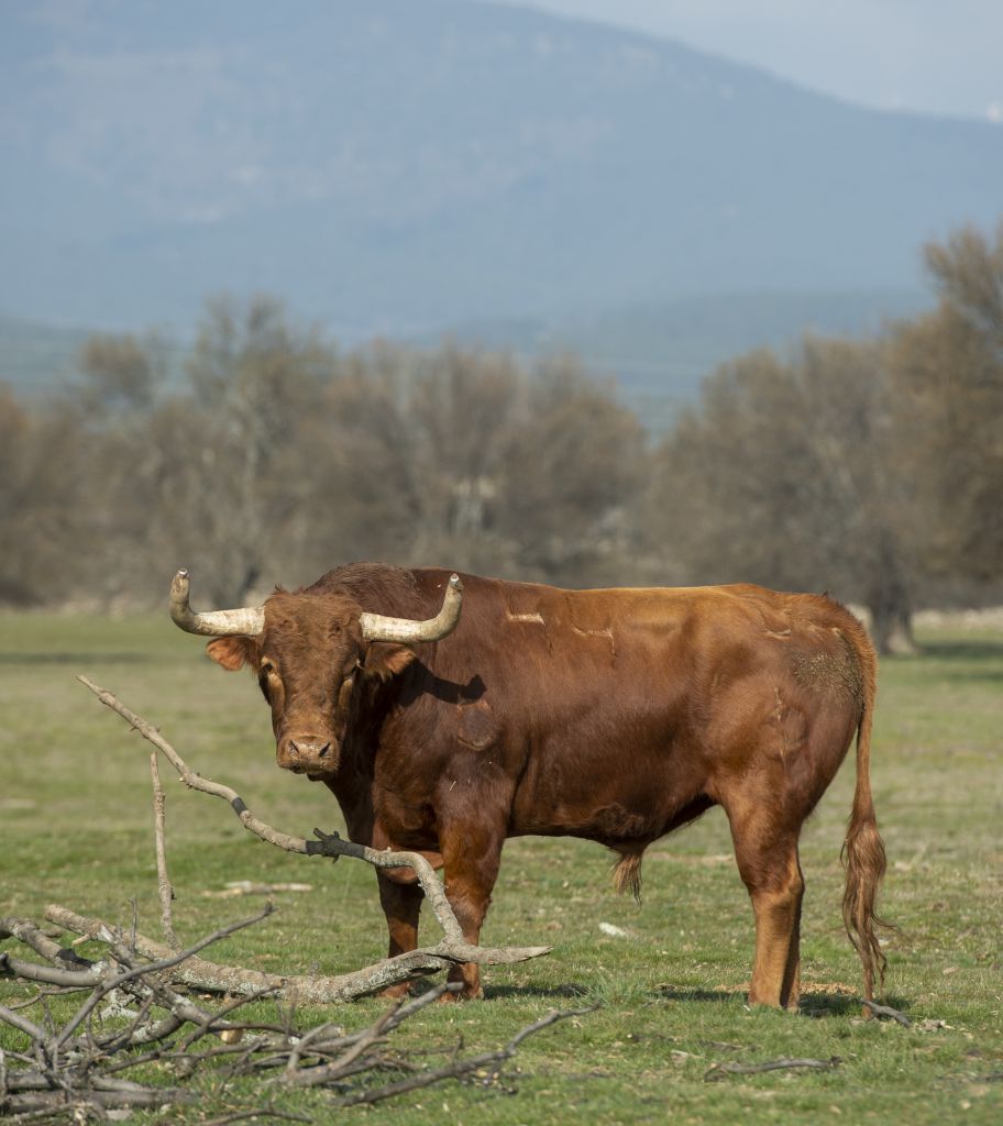 Baltasar Ibán. Camada 2020