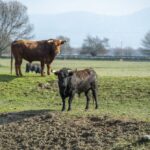 Baltasar Ibán. Camada 2020