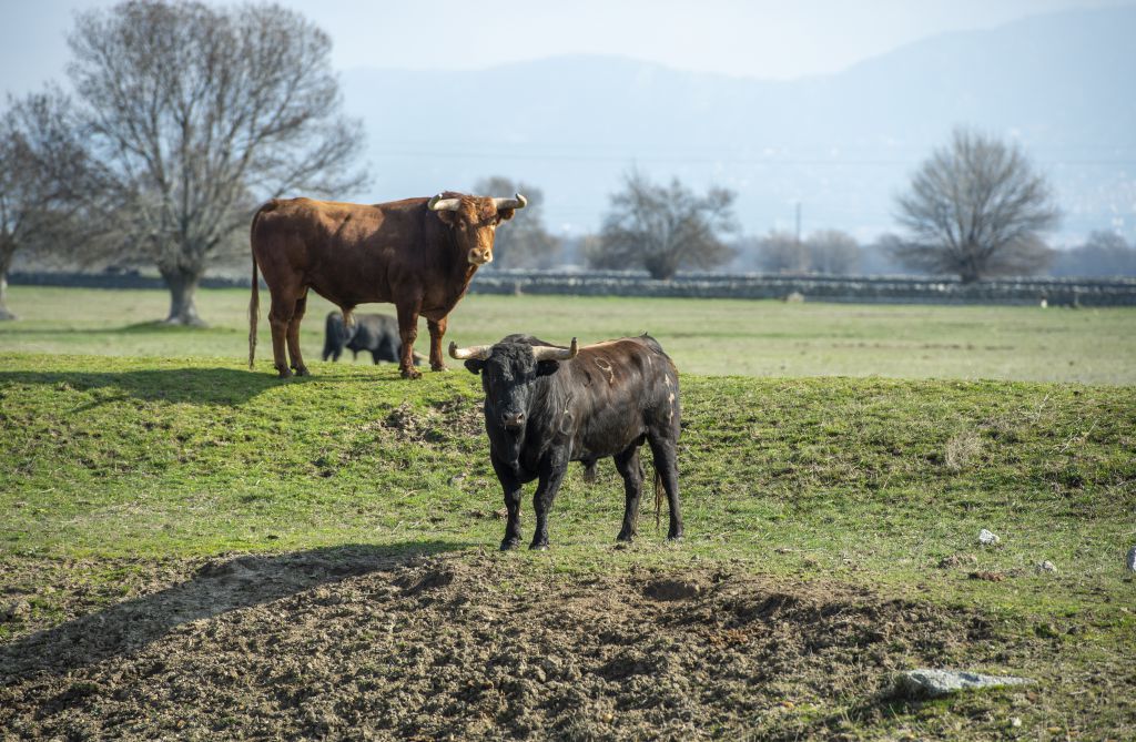Baltasar Ibán. Camada 2020