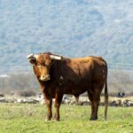 Baltasar Ibán. Camada 2020