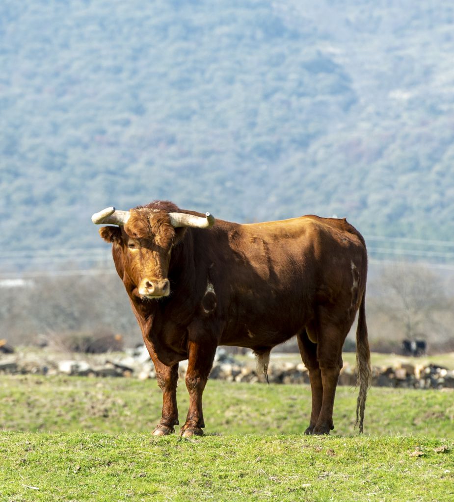 Baltasar Ibán. Camada 2020