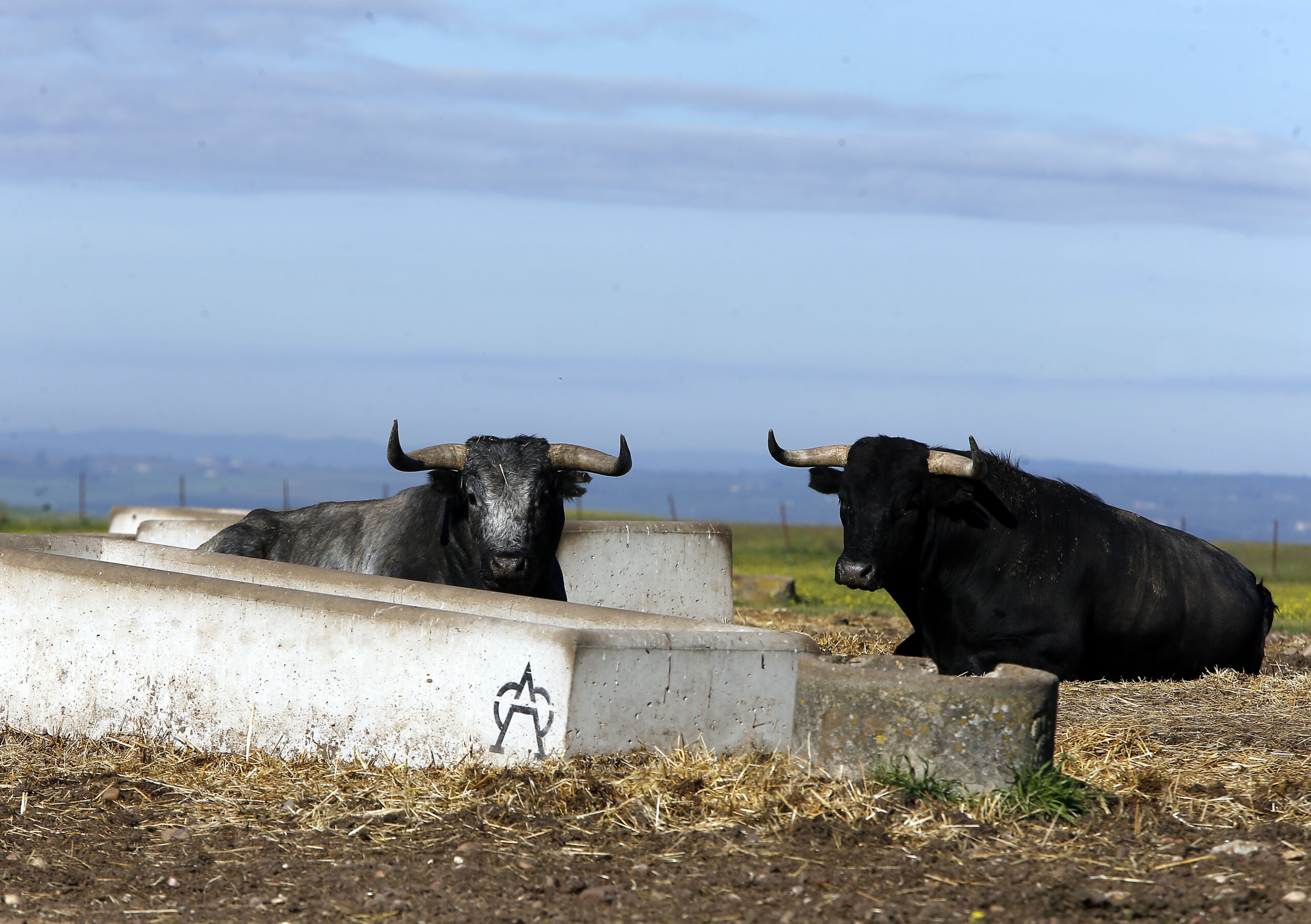 Listo el cartel de Almoguera con toros de Miura