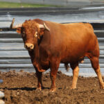 Las Ramblas. Camada 2020