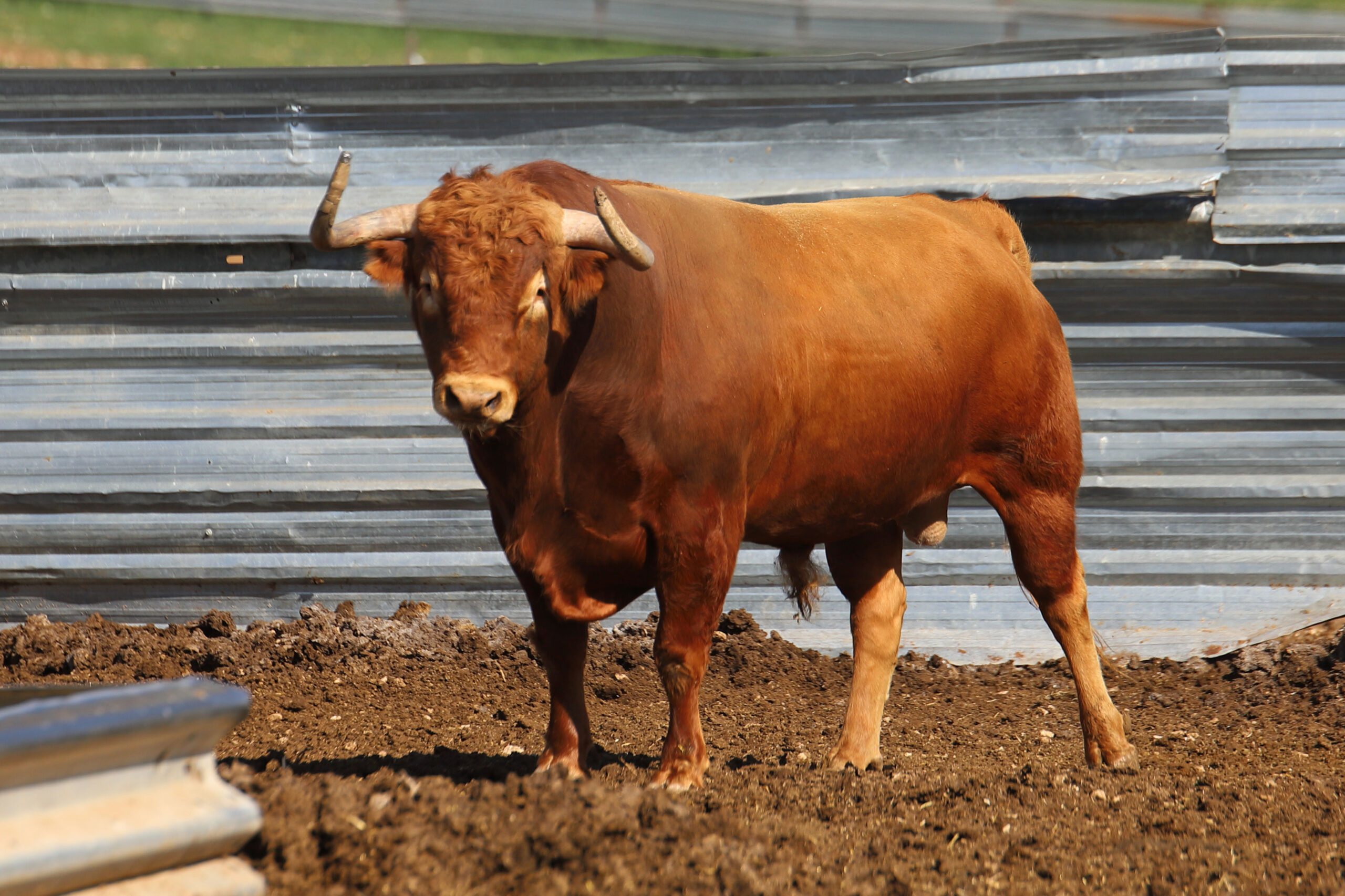 Las Ramblas. Camada 2020
