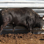 Las Ramblas. Camada 2020