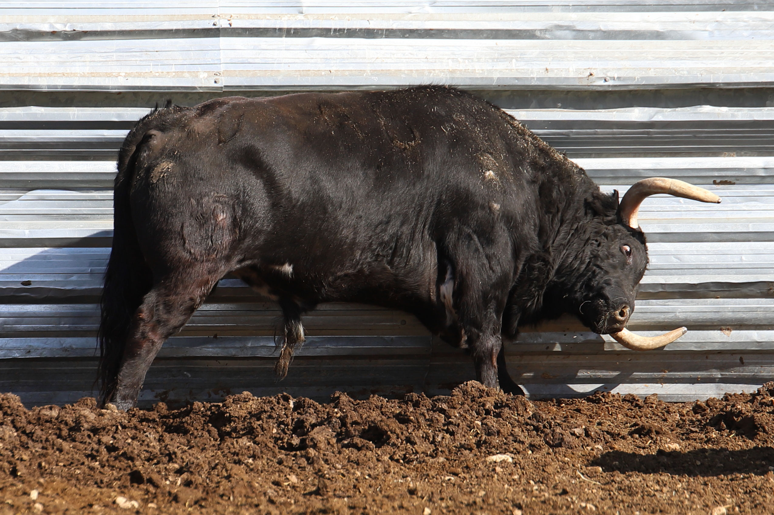 Las Ramblas. Camada 2020