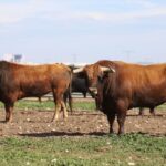 Las Ramblas. Camada 2020