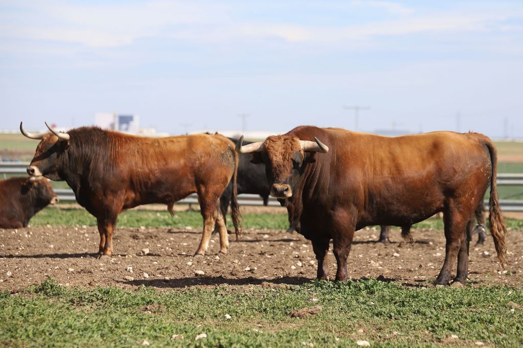 Las Ramblas. Camada 2020