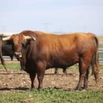 Las Ramblas. Camada 2020