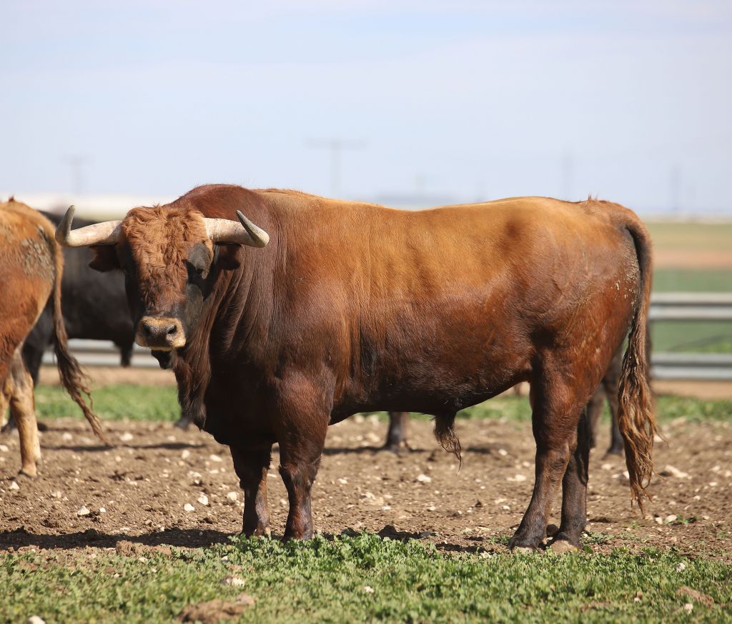 Las Ramblas. Camada 2020