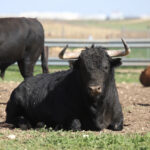 Las Ramblas. Camada 2020