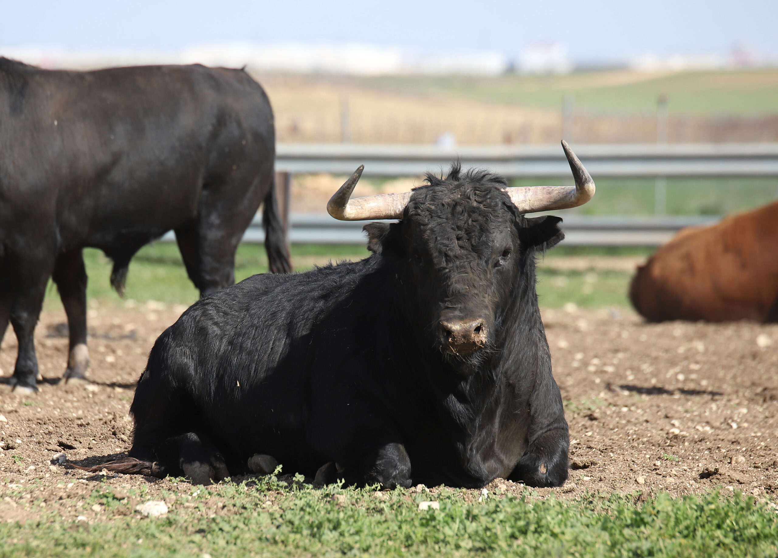 Las Ramblas. Camada 2020