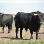 Las Ramblas. Camada 2020